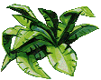 Plante